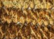 How To Make Turkish Ispanakl Kurupasta