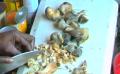 Catch It, Cook It & Eat It - Fishing And Cooking Jamaican Chowder