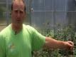 From The Wegmans Organic Farm - How To Care For Tomato Vines