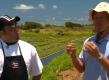 Sea Asparagus Agriculture