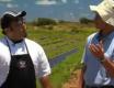 Kahuku Sea Asparagus - Ola At Turtle Bay Resort