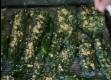 How To Make Dehydrator Cooked Kale Chips