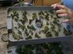Vegan Kale Chips