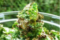 How To Make Kale Chips