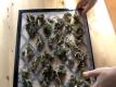 Best Kale Chips