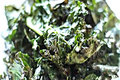 Kale Chips 
