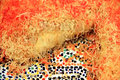 How To Make Kanafeh