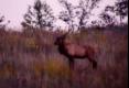 How To Hunt Kentucky Bull Elk
