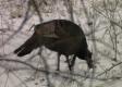 An Overview Of Kentucky Ice Storm Effects