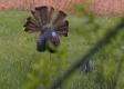 All About Kentucky Turkey Hunt