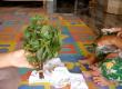 How to Plant Sweet Basil