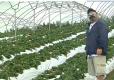 Kula Country Strawberries Farm Review