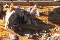 How To Make La Caja China Pig Roast