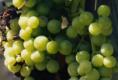 Jody Ness And Italian Wines