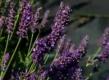 Lavender Farming: An Aromatic Experience Video