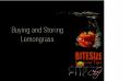 Buying and Storing Lemongrass