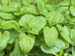 About Lemon Balm