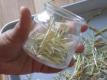 Lemongrass - How to Dry and Store