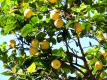 Fecal Bacteria In Lemon Video