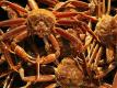 Live Backing Dungeness Crab Video