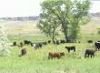 Local Colorado Beef Review