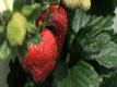 Local Flavor Berry Stacks Farm