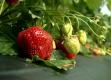 Loudon County Grows Strawberries