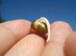 How To Sprout Moong