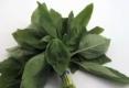 How To Make Mac Pesto