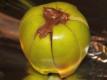 How To Make Magic Apples