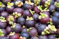 Mangosteen Video
