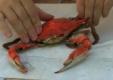 How To Eat Maryland Blue Crabs