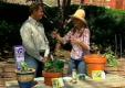 Tips To Grow Your Own Greens