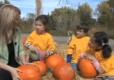 All About Pumpkin