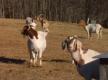 Meat Raising Trend Gets Popular