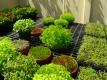 Hawaiian Grown TV - Dryland Nursery