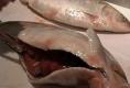 Extracting Shad Roe