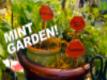 Cocktail Gardening: Grow Mint, Basil And Cilantro For Your Drinks! Video