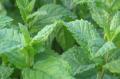 How To Grow Mint - Pudina
