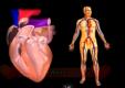 About Human Heart