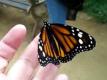 Beautiful Monarch Butterfly Video