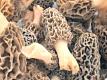Morel Mushrooms - Tips & Info