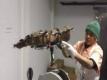Making 5 Pound Chocolate Hollow Rabbits For Easter