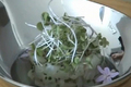 Mulloway Tartare With Tomato Consomme And Garlic Flowers