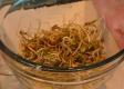 How To Make Mung Bean Sprouting Demonstration