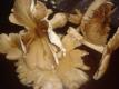 Seasons - Wild Mushrooms Video