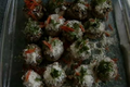 How To Make Baked Stuffed Mushrooms