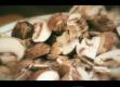 How To Make Great Mushroom Recipes