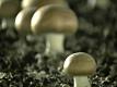 Fine Fall Day At A Mushroom Farm