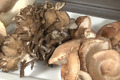 How To Make 4 Step Mushroom